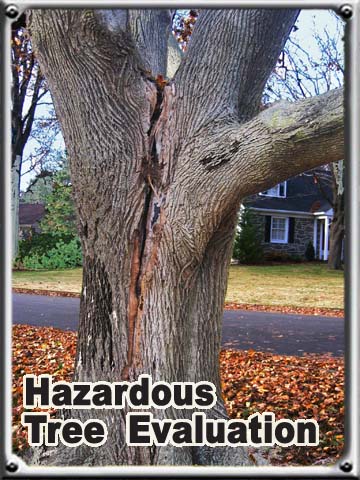 hazardous tree evaluation