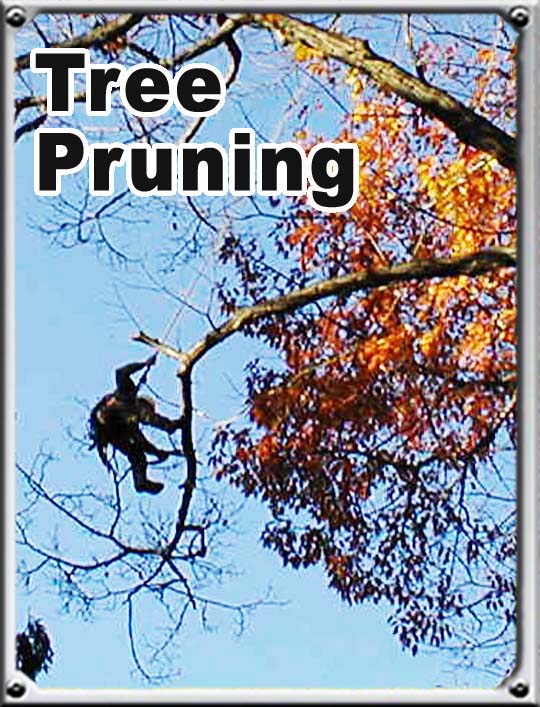 tree pruning